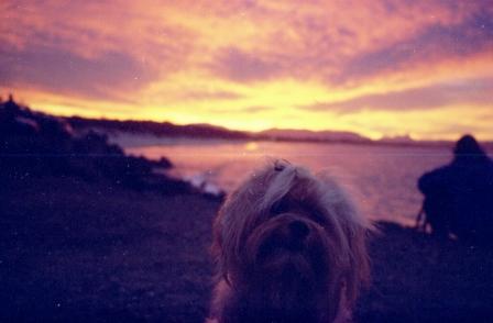 about Us - Fun - before_puppies4