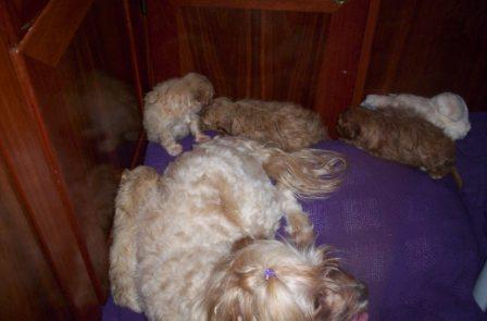 about Us - Fun - puppies_fluffy_1