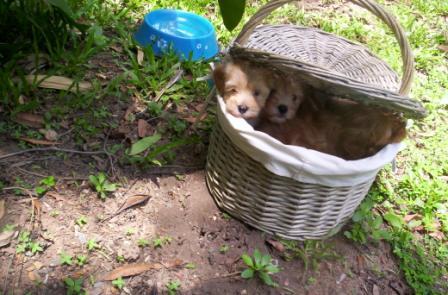 about Us - Fun - puppies_fluffy_2
