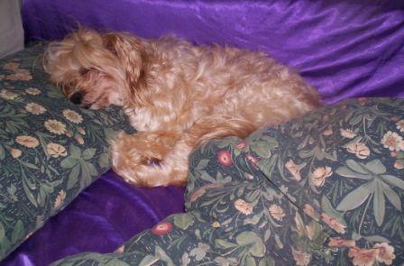 about Us - Fun - puppies_new_1