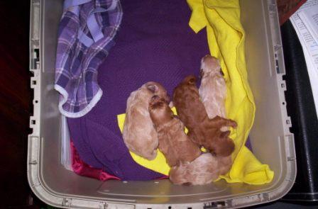 about Us - Fun - puppies_new_2