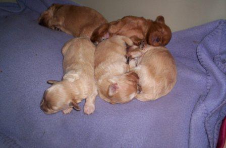 about Us - Fun - puppies_new_3