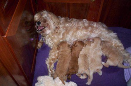 about Us - Fun - puppies_new_4