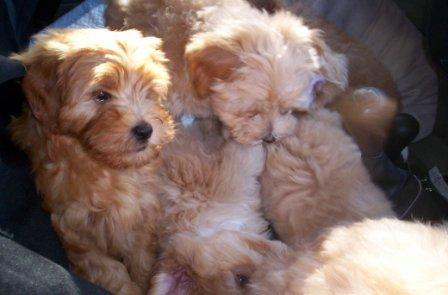 about Us - Fun - puppies_travel_1