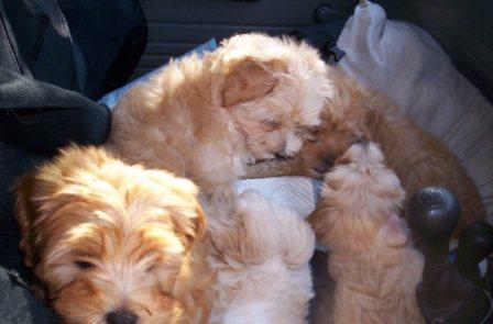 about Us - Fun - puppies_travel_2