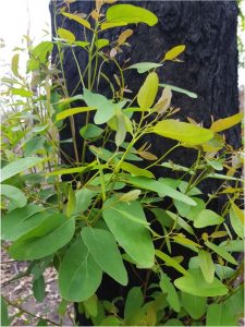 Regrowth after the 2020 Australian fires and the taxman